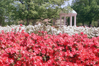 azaleas near Old Well on UNC campus in Chapel Hill
